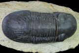 Paralejurus Trilobite - Morocco #171493-2